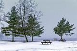 Three Pines_23327
